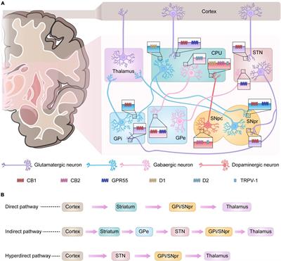 Roles of the Cannabinoid System in the Basal Ganglia in Parkinson’s Disease